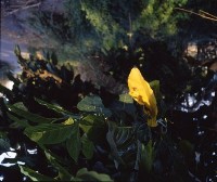 藏品(1950至2006年臺灣常民生活)的圖片