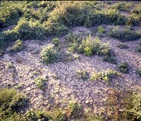 藏品(1950至2006年臺灣常民生活)的圖片