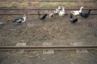 藏品(1950至2006年臺灣常民生活)的圖片