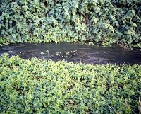 藏品(1950至2006年臺灣常民生活)的圖片