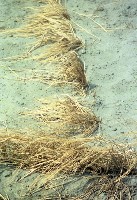 藏品(1950至2006年臺灣常民生活)的圖片