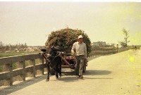 藏品(1950至2006年臺灣常民生活)的圖片