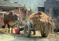 藏品(1950至2006年臺灣常民生活)的圖片