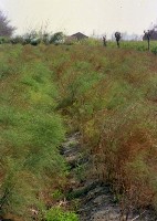 藏品(1950至2006年臺灣常民生活)的圖片