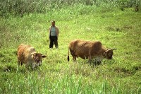 藏品(1950至2006年臺灣常民生活)的圖片