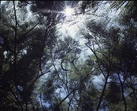 藏品(1950至2006年臺灣常民生活)的圖片