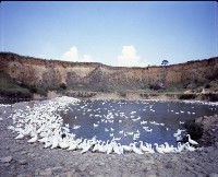 藏品(1950至2006年臺灣常民生活)的圖片