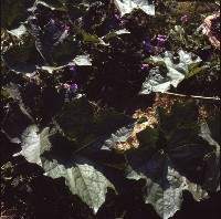 藏品(1950至2006年臺灣常民生活)的圖片