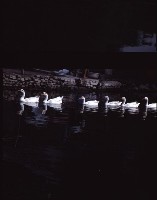 藏品(1950至2006年臺灣常民生活)的圖片