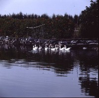 藏品(1950至2006年臺灣常民生活)的圖片