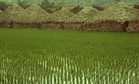 藏品(1950至2006年臺灣常民生活)的圖片