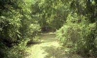 藏品(1950至2006年臺灣常民生活)的圖片