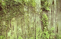 藏品(1950至2006年臺灣常民生活)的圖片