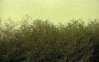 藏品(1950至2006年臺灣常民生活)的圖片