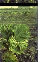 藏品(1950至2006年臺灣常民生活)的圖片