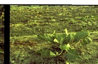 藏品(1950至2006年臺灣常民生活)的圖片