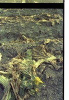 藏品(1950至2006年臺灣常民生活)的圖片