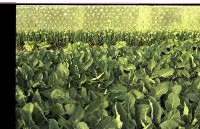 藏品(1950至2006年臺灣常民生活)的圖片