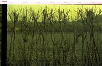 藏品(1950至2006年臺灣常民生活)的圖片