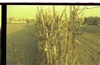 藏品(1950至2006年臺灣常民生活)的圖片