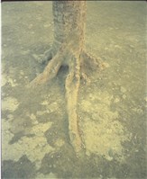 藏品(1950至2006年臺灣常民生活)的圖片