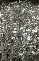 藏品(1950至2006年臺灣常民生活)的圖片