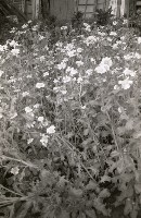 藏品(1950至2006年臺灣常民生活)的圖片