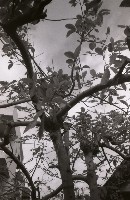 藏品(1950至2006年臺灣常民生活)的圖片