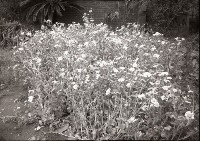 藏品(1950至2006年臺灣常民生活)的圖片