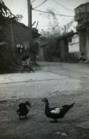 藏品(1950至2006年臺灣常民生活)的圖片