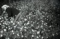 藏品(1950至2006年臺灣常民生活)的圖片