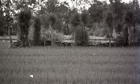 藏品(1950至2006年臺灣常民生活)的圖片