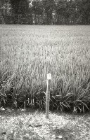 藏品(1950至2006年臺灣常民生活)的圖片