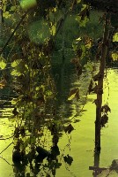 藏品(1950至2006年臺灣常民生活)的圖片