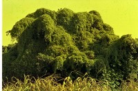 藏品(1950至2006年臺灣常民生活)的圖片