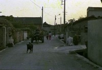 藏品(1950至2006年臺灣常民生活)的圖片