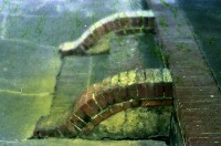 藏品(1950至2006年臺灣常民生活)的圖片