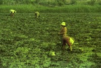 藏品(1950至2006年臺灣常民生活)的圖片