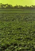 藏品(1950至2006年臺灣常民生活)的圖片