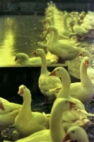 藏品(1950至2006年臺灣常民生活)的圖片