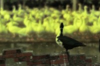 藏品(1950至2006年臺灣常民生活)的圖片