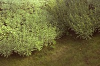 藏品(1950至2006年臺灣常民生活)的圖片