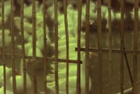 藏品(1950至2006年臺灣常民生活)的圖片