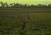 藏品(1950至2006年臺灣常民生活)的圖片