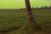 藏品(1950至2006年臺灣常民生活)的圖片