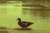 藏品(1950至2006年臺灣常民生活)的圖片