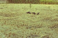 藏品(1950至2006年臺灣常民生活)的圖片