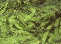 藏品(1950至2006年臺灣常民生活)的圖片