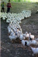 藏品(1950至2006年臺灣常民生活)的圖片