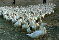 藏品(1950至2006年臺灣常民生活)的圖片